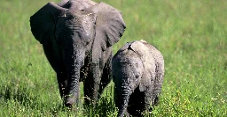 Elephants have names — and they use them with each other