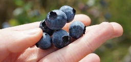 Warum Blaubeeren und Co blau sind