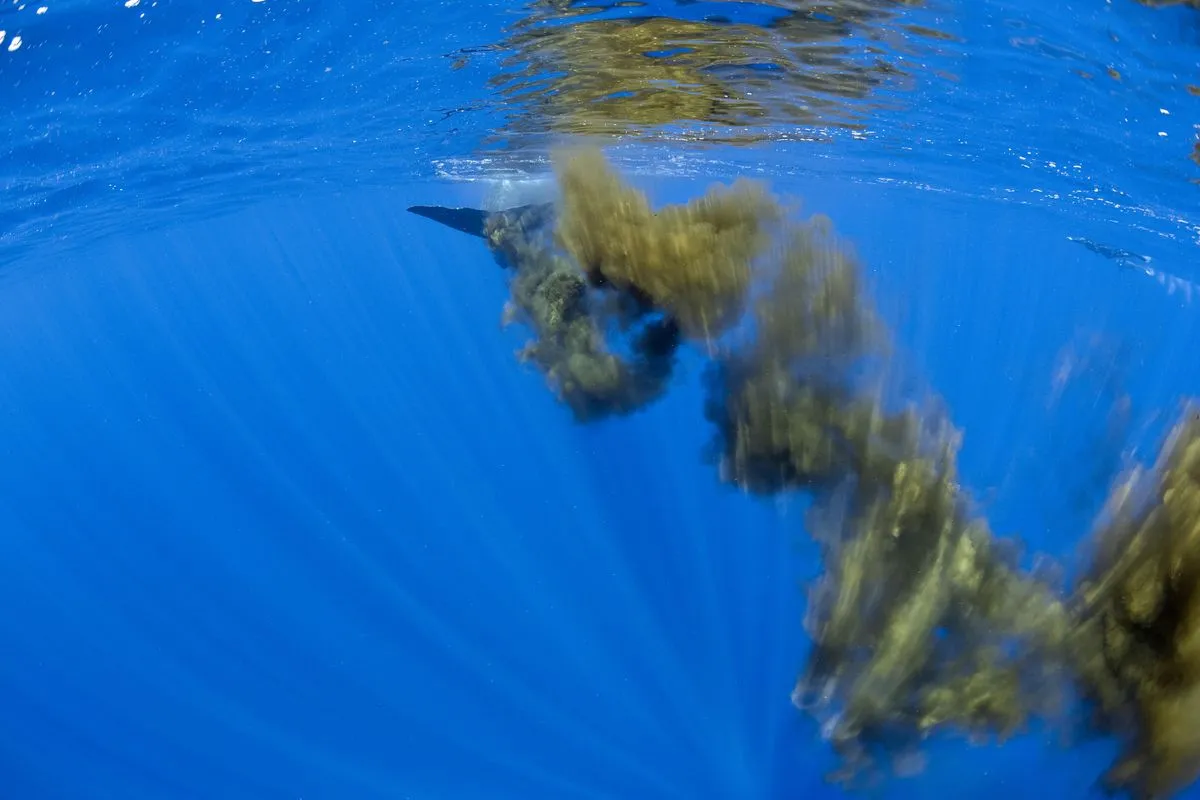 Scientists Are Crafting Fake Whale Poop and Dumping It in the Ocean