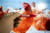 Unites States Unprepared for Bird Flu Pandemic