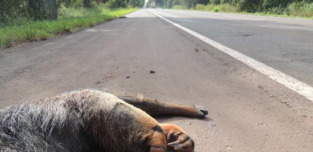 O que rodovias estão fazendo para evitar acidentes com animais