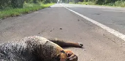 O que rodovias estão fazendo para evitar acidentes com animais