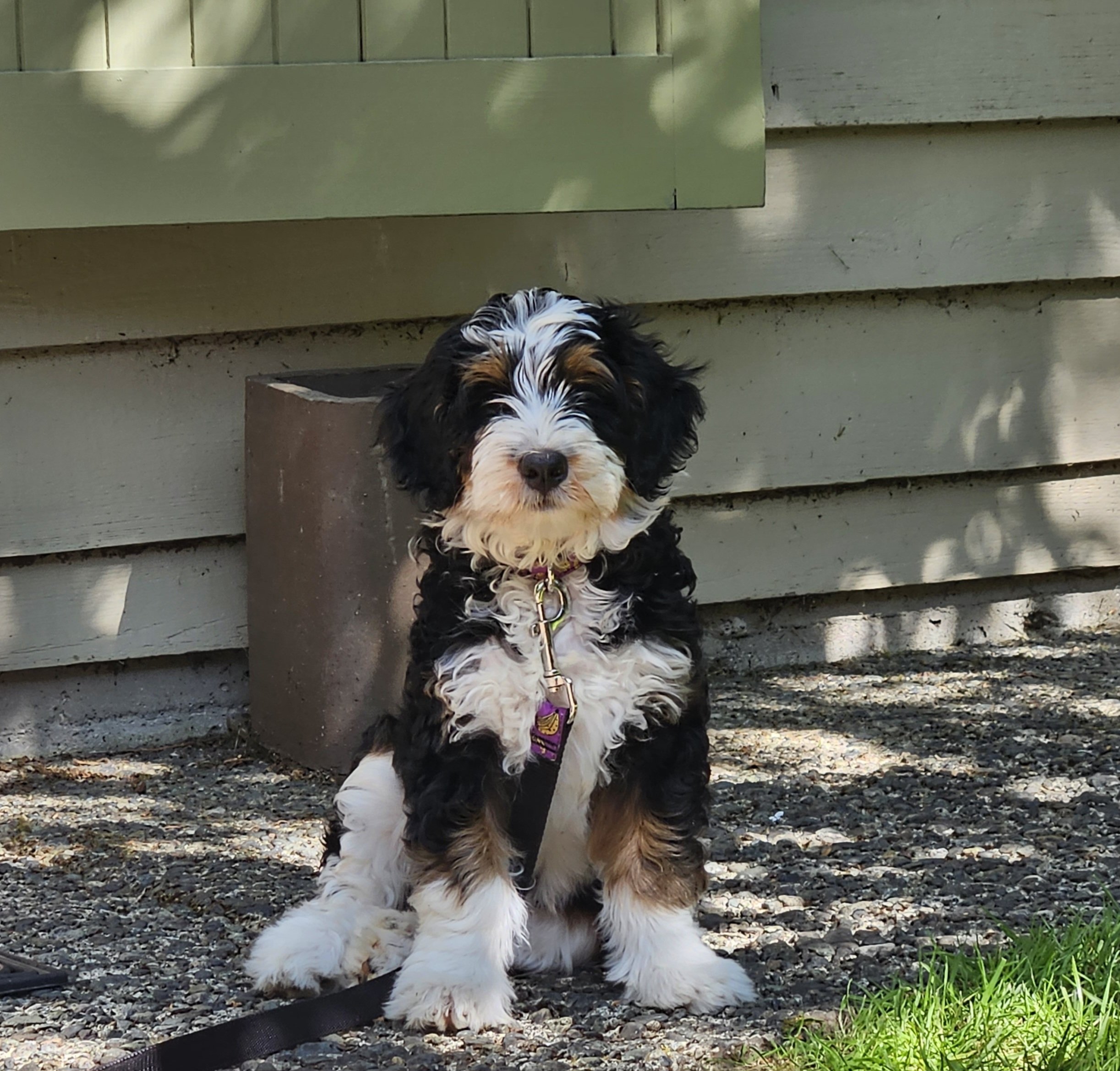 picture of a tri-color bernadoodle