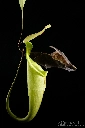 Carnivorous plants attract bats with echo reflectors