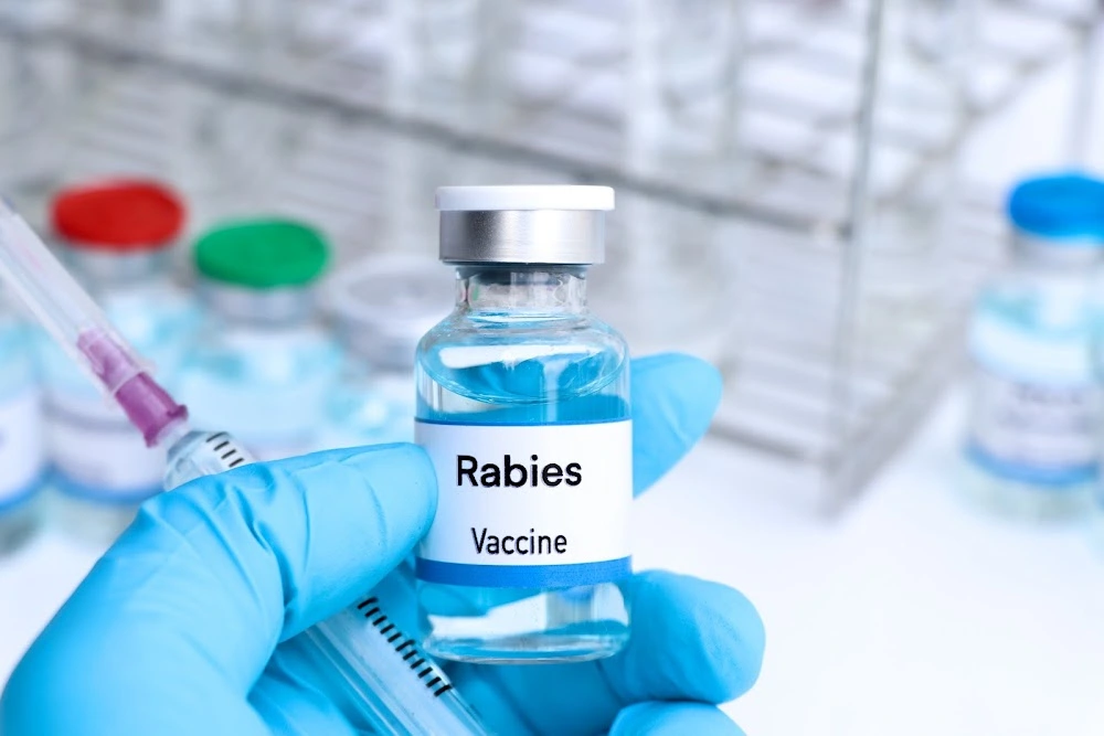 Confirmed rabies diagnosis on the Cape Peninsula