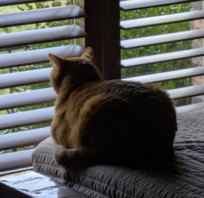 His favorite activity is staring out windows and plotting his escape.