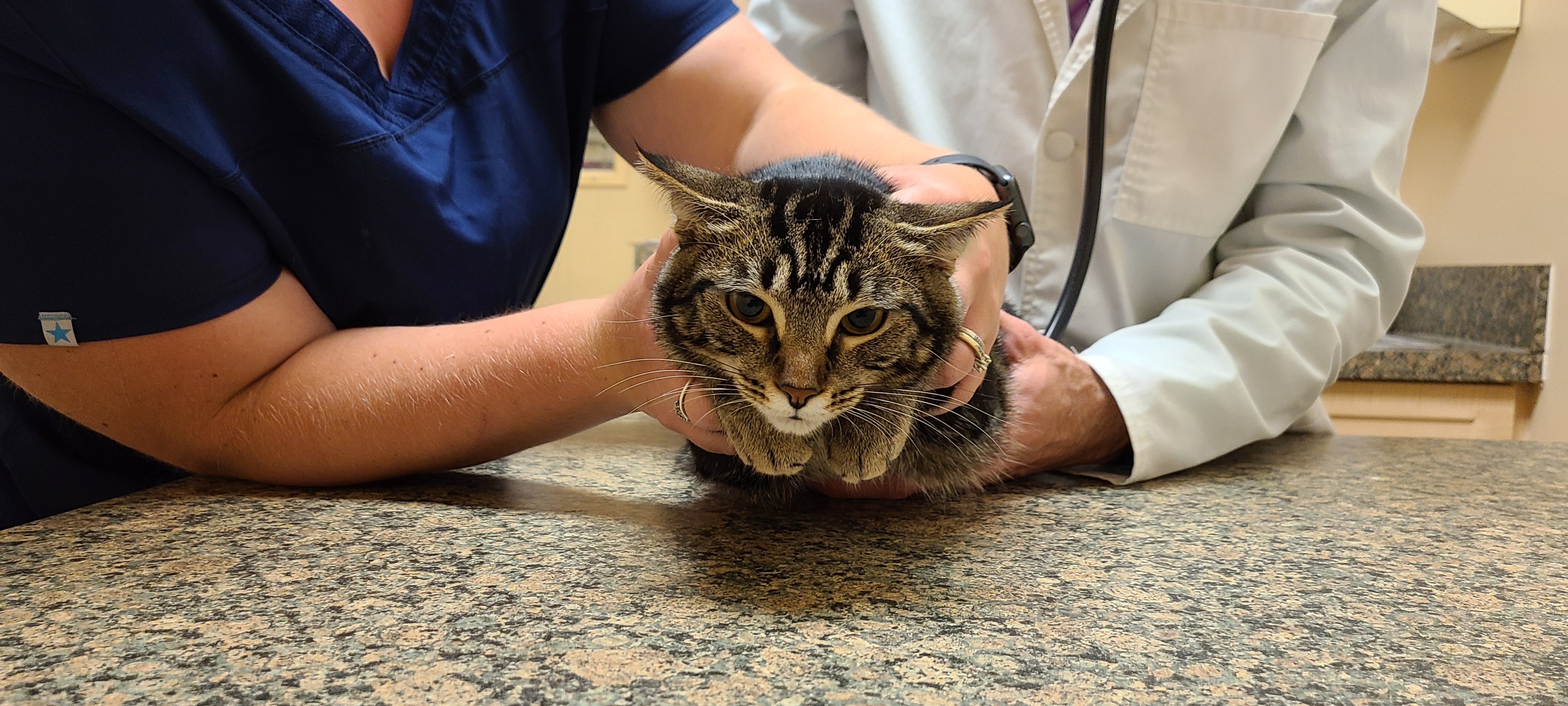 POV: The vet activates Luna's airplane mode