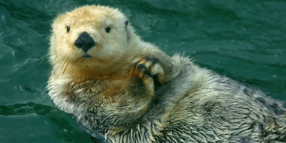 An otter in California that keeps bullying people off of their surfboards has been too quick for wildlife officials to catch