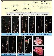 Genetic discovery delays peach bloom, safeguards crops from spring frost