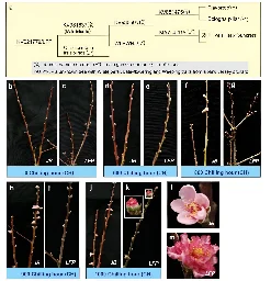 Genetic discovery delays peach bloom, safeguards crops from spring frost