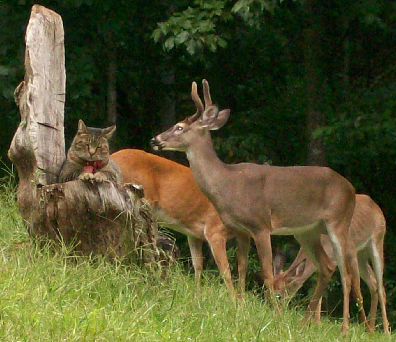 My cat and the deer