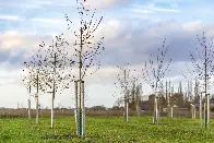 Scientists issue warning against commercial tree-planting schemes: ‘We should shift focus’