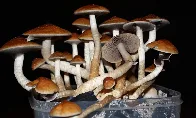 Federal Health Agency Acknowledges Psilocybin's Therapeutic Potential And Touts Forthcoming Psychedelic Research