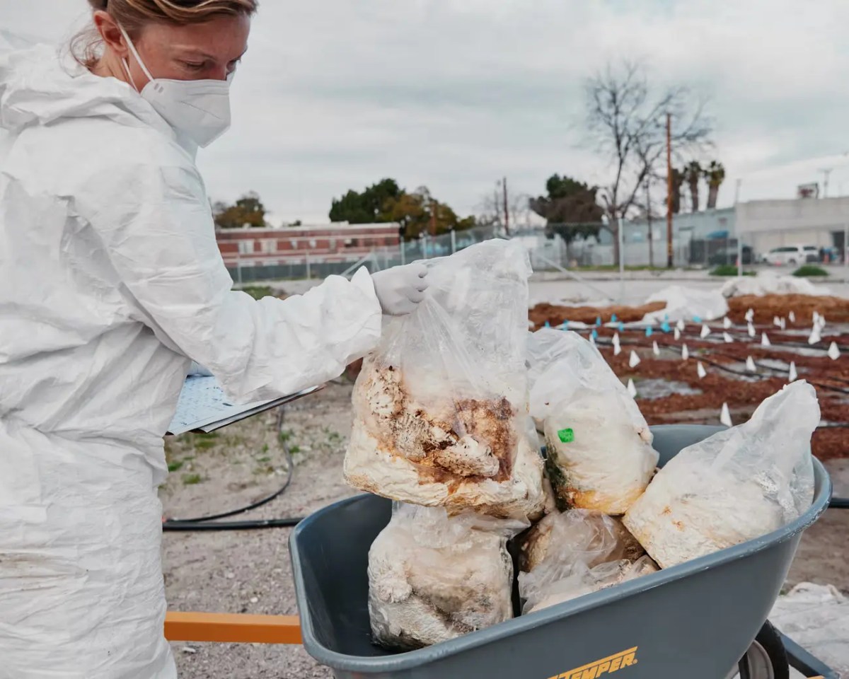 ‘Solar-powered vacuum cleaners’: the native plants that could clean toxic soil