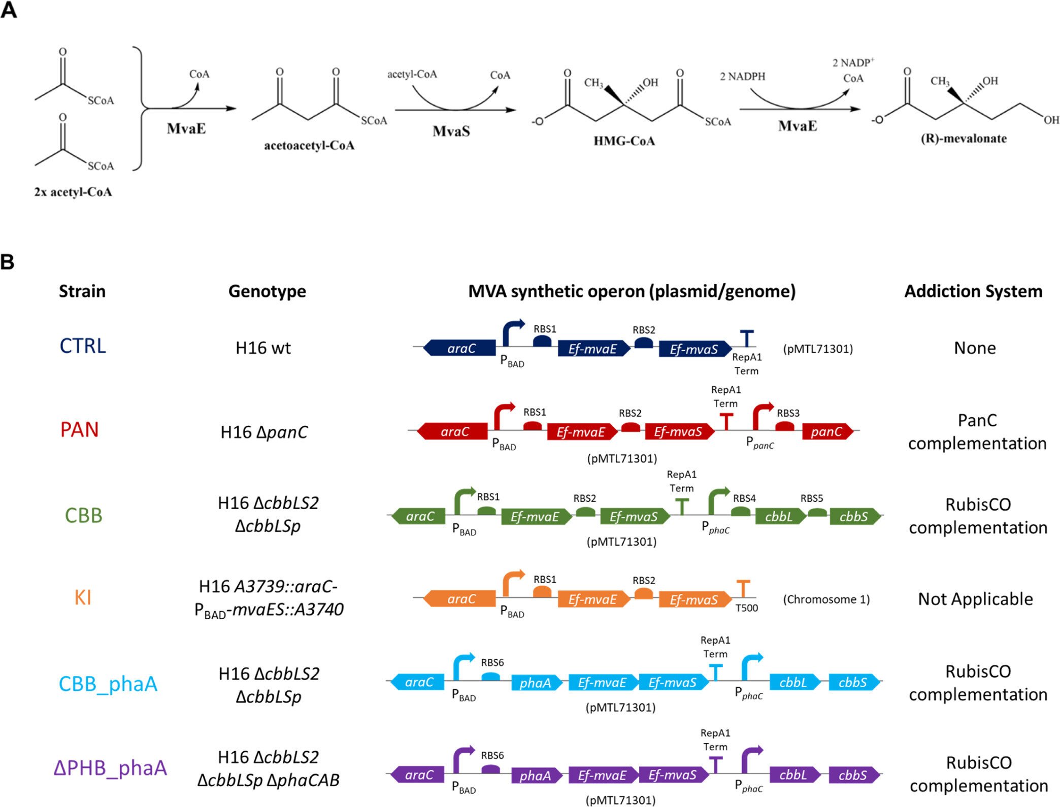 Enhancing microbe memory to better upcycle excess CO&#8322;