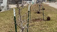 60 trees uprooted by vandals, thrown into Mississippi River in St. Paul