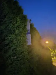 The photo shows the pole of a bus stop that is overgrown by a bush. The bus stop is fairly clean, indicating that it is not out of use. But it is covered almost entirely by the bush, which makes it very hard to spot for anyone intending to take the bus.