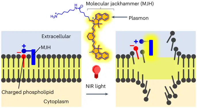 Molecular jackhammers eradicate cancer cells by vibronic-driven action - derp.foo