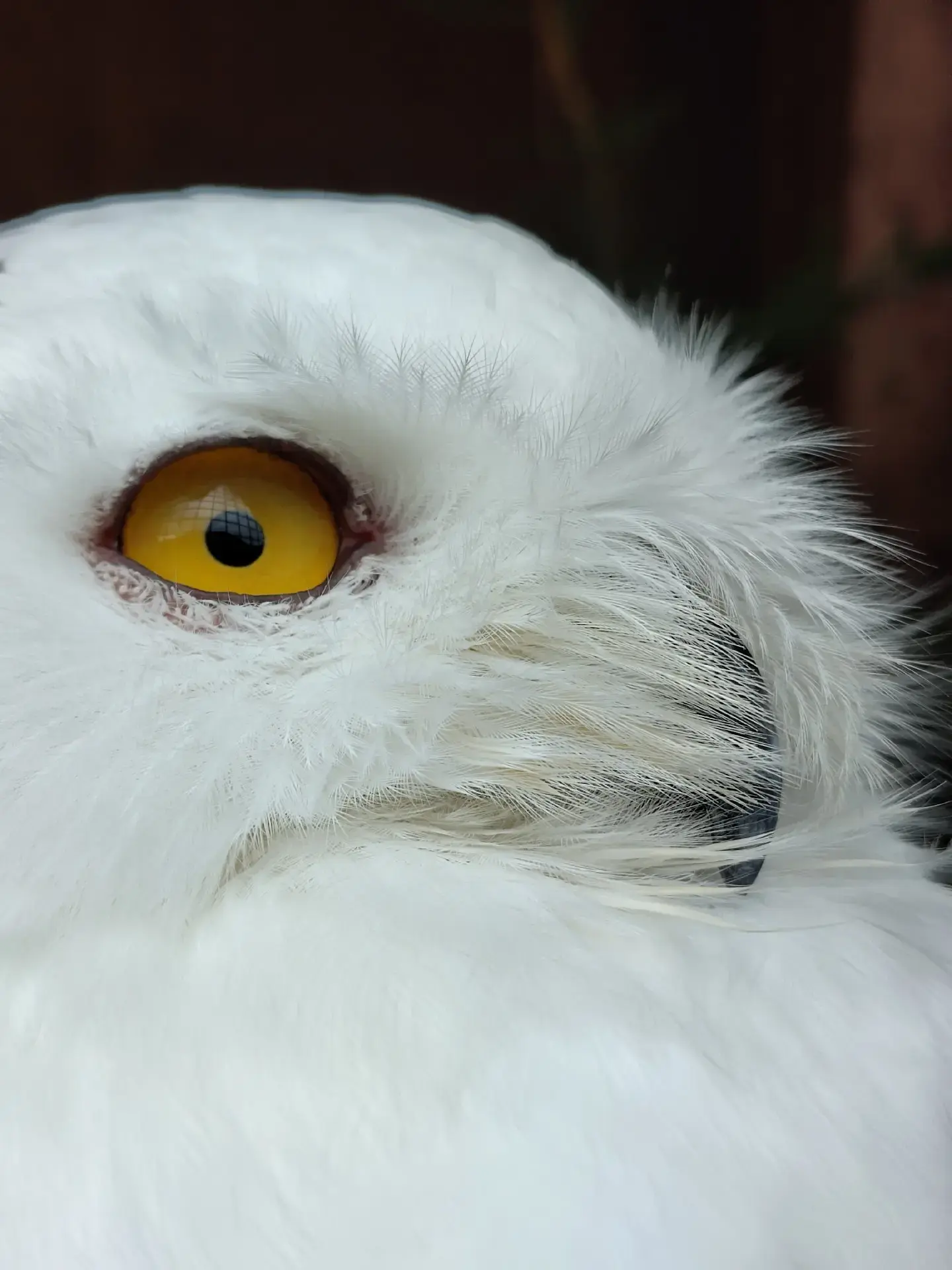 Superb owl in Wildpark Aurach, Austria. - Sopuli