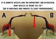 How would a giraffe weevil wear a tie?