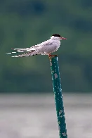 Arctic Tern [OC]