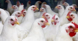 WHO confirms first death in Mexico from bird flu never seen in humans