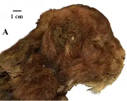 A 35,000-Year-Old Saber-Toothed Cub Was Unearthed in Siberia—and It Still Had Its Whiskers and Claws