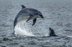 How do dolphins, whales and other cetaceans communicate with each other?