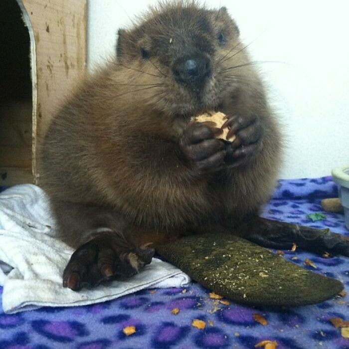 Beatrice the beaver lives at a wildlife rehab center in NY Lemmy