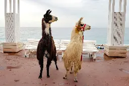 This US airport is taking the edge off flight anxiety with llama therapy