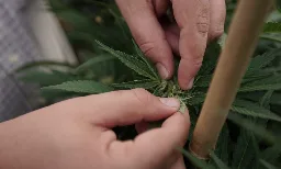 New York's First Marijuana Farmers Market Will Open This Week, Regulators Announce - Marijuana Moment