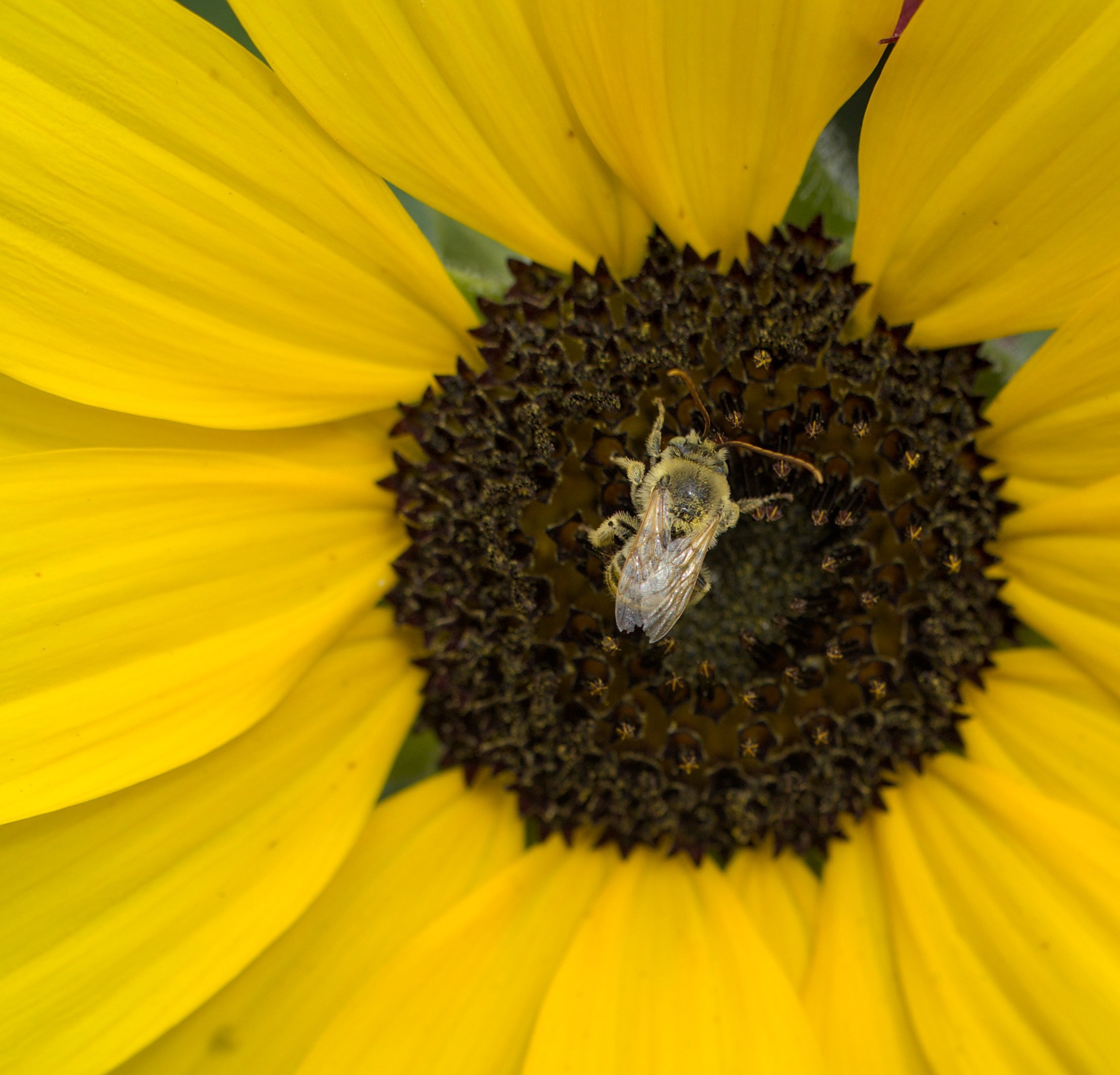 Tis a wee lady (or maybe a giant flower)