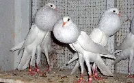 Pouter Pigeon