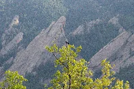 [OC] American crow feeling the breeze of a quiet day in the Flatirons