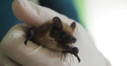 Retiree records bat sex in church attic, helps scientists solve mystery of species' "super long" penis