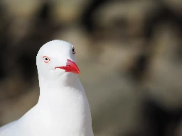 Silver Gull (Larus novaehollandiae) - South Bank, Brisbane, Australia - August 2024