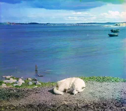 Very Important And Historical Doggo, 1915, Karelia, Russian Empire