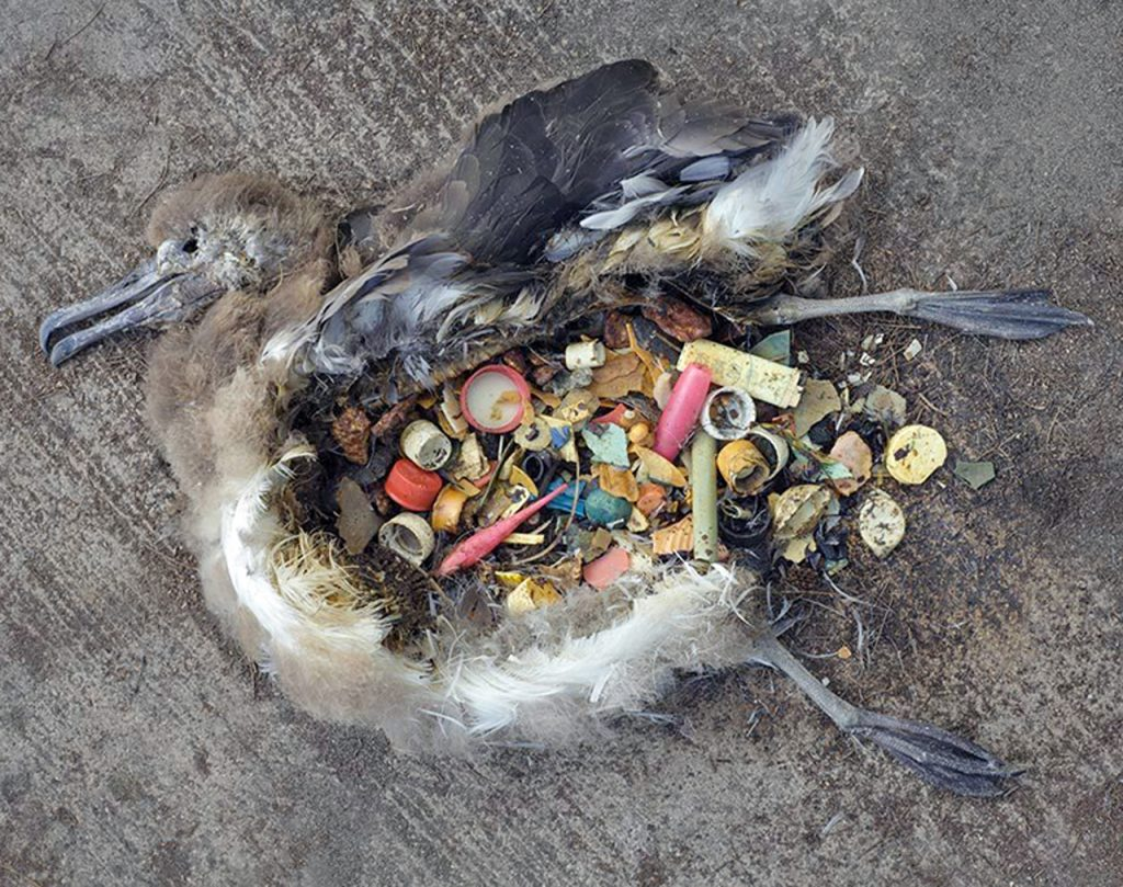 dead bird full of plastic