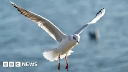 Seagulls 'charismatic' not 'criminal', say scientists