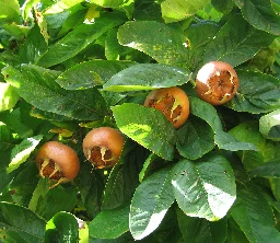 Mespilus germanica - Wikipedia