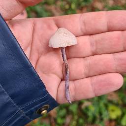 lilac dapperling (Cystolepiota bucknallii)