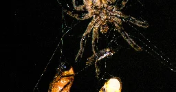 This Spider Uses a Light Show to Trick Eager Male Fireflies Into Its Web