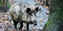 The Wild Pigs of Europe Are Highly Radioactive Because of Chernobyl, Study Says
