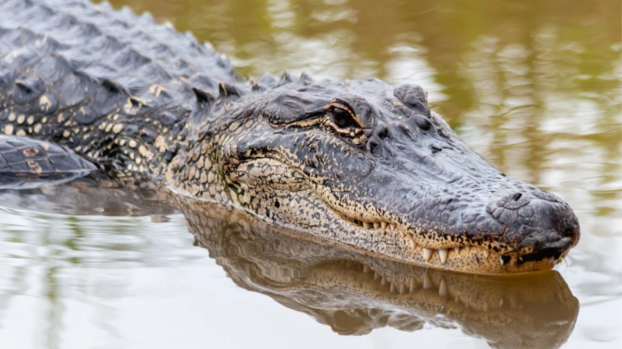 Alligator killed by Florida authorities after human body found in jaws