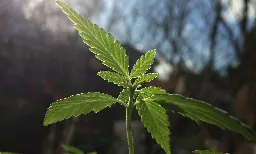 Legalizing Medical Marijuana Has 'Positive Impact' On Child Development By Increasing Parenting Time, Study Finds - Marijuana Moment