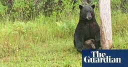 Florida police tell people to stop taking selfies with ‘depressed’ black bear