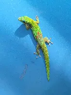 a day gecko intook a picture of