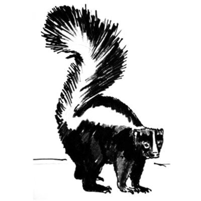 How to draw a skunk tutorial