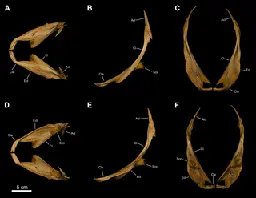 The most detailed anatomical reconstruction of a Mesozoic coelacanth