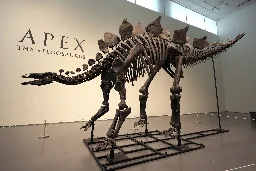Colorado stegosaurus "Apex" to be auctioned off by Sotheby's, could sell for $6 million